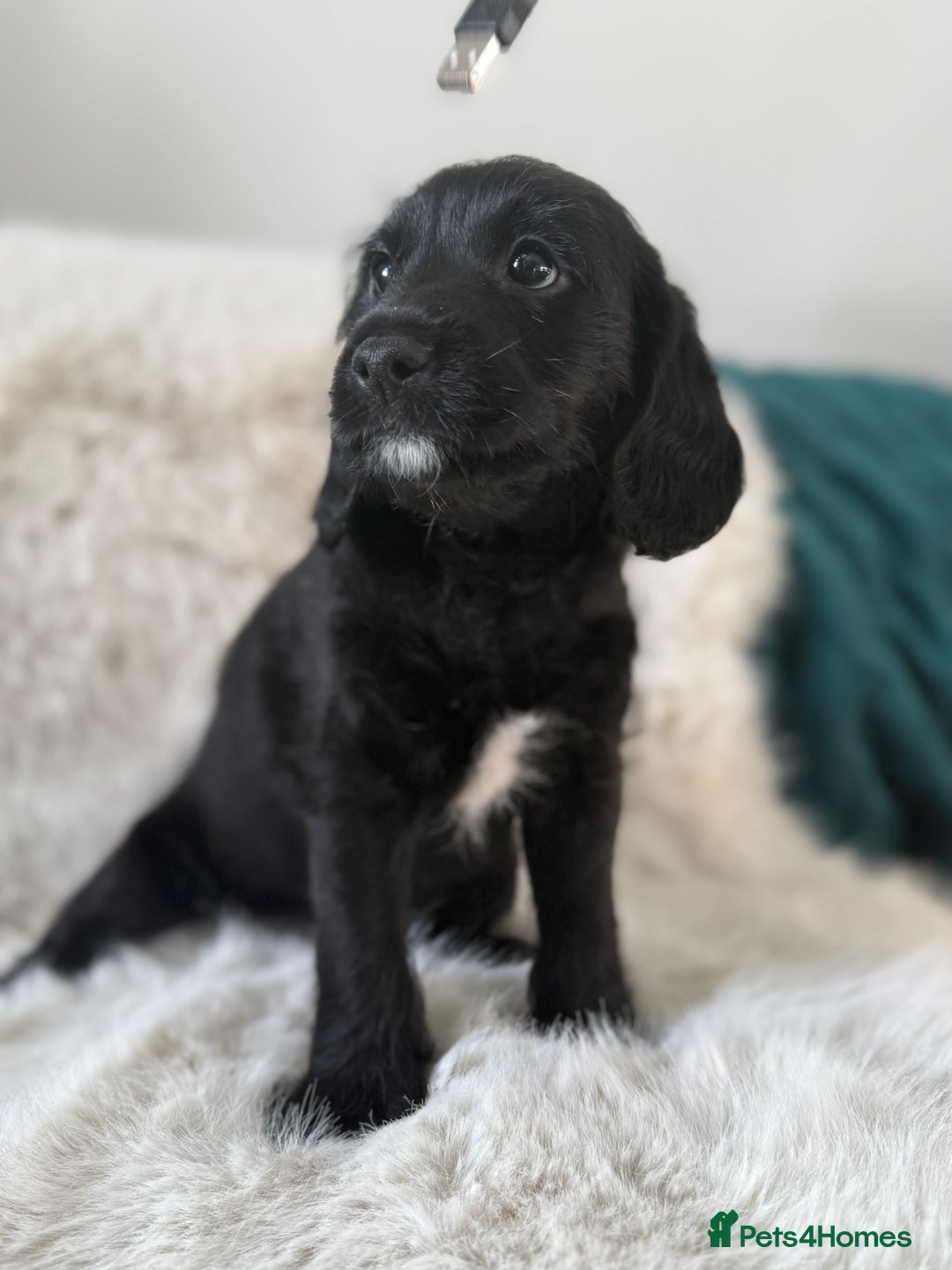Mixed Breed dogs for sale: Girl Mixed Breed Puppy 13 Weeks Old - Advert 3