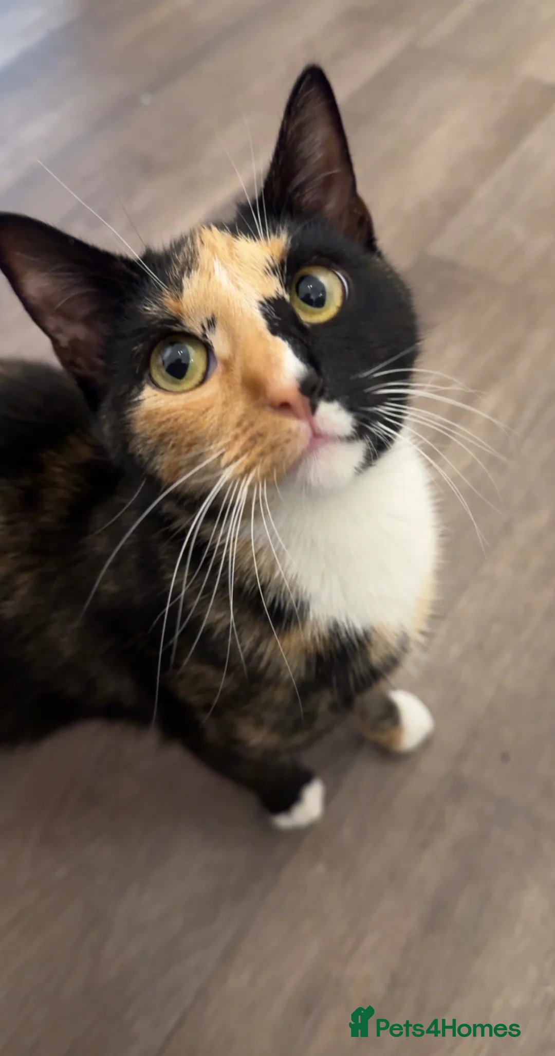 Mixed Breed cats for sale: 4 beautiful kittens  - Advert 6