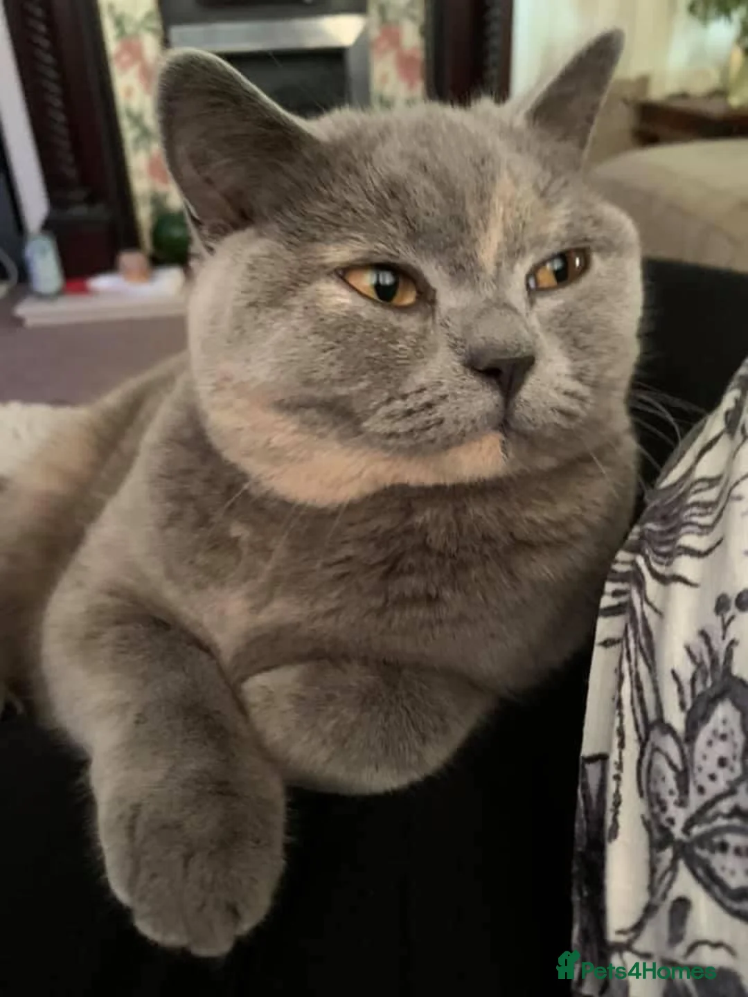 British Longhair cats for sale: British longhair pedigree  - Advert 1