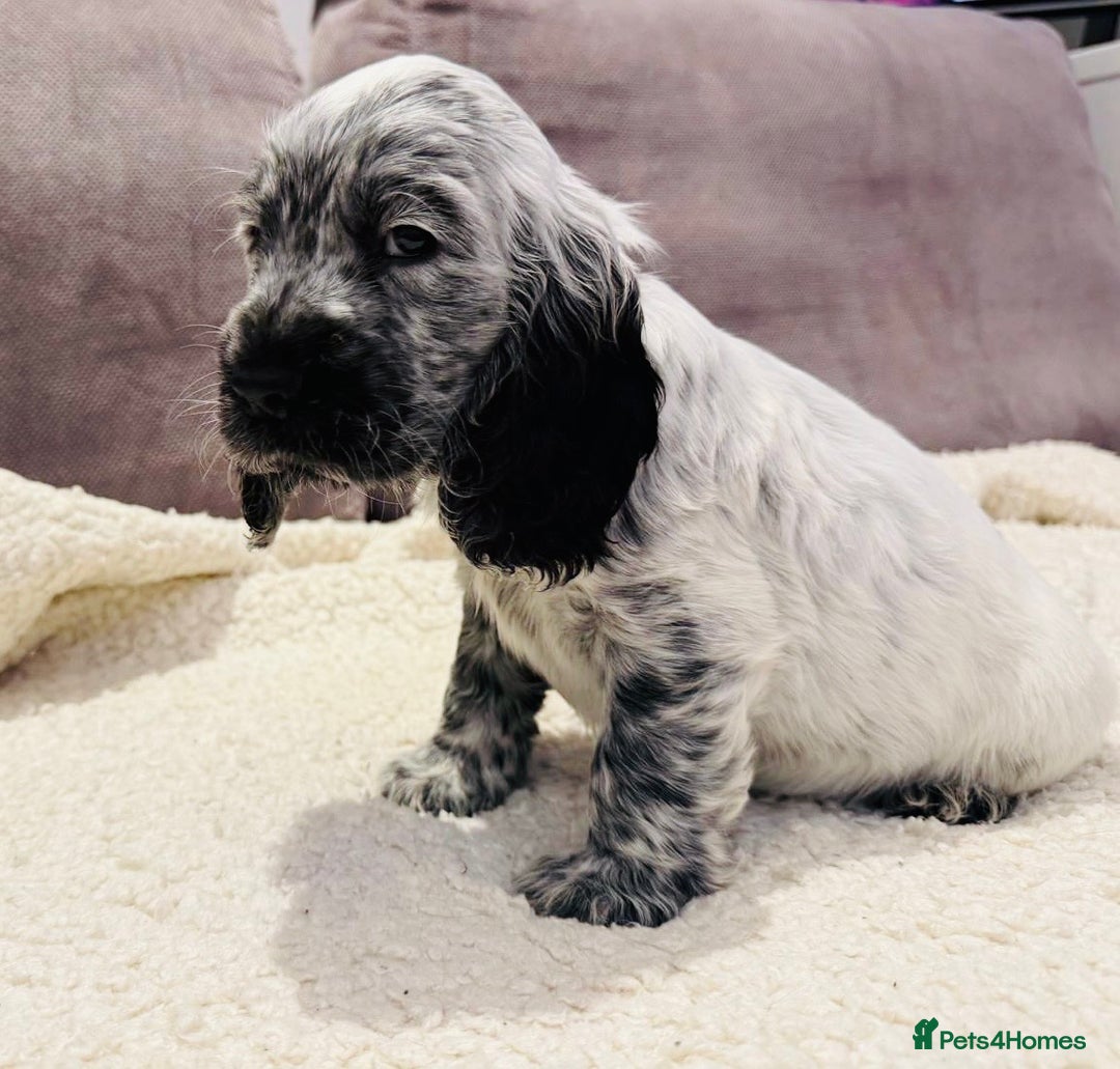 Cocker Spaniel dogs for sale: Beautiful English Cocker Spaniel Girl  - Advert 12