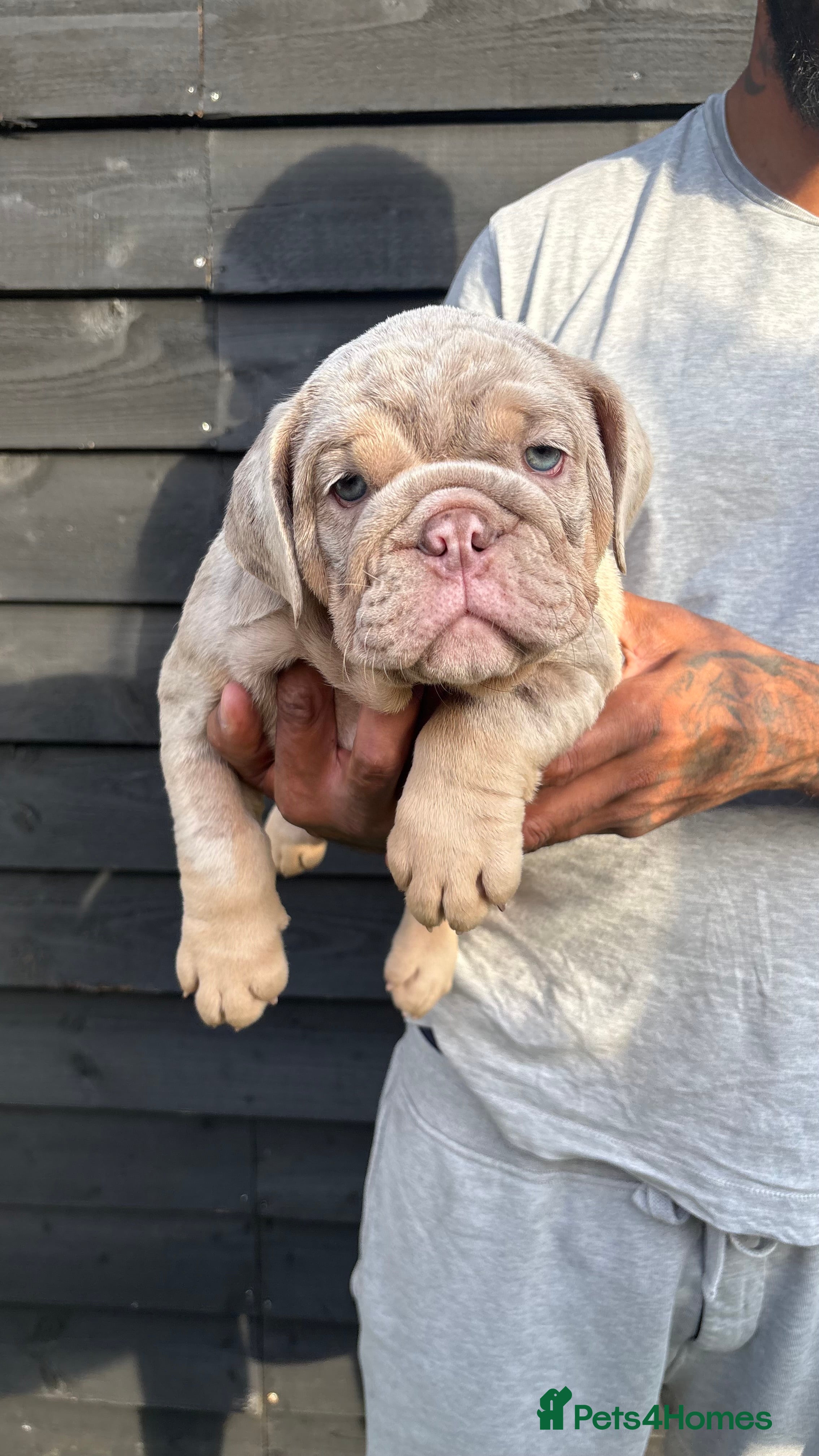 English Bulldog dogs Reduced & Ready to Leave English Bulldog females - Advert 2