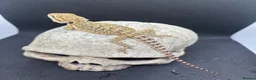 Bearded Dragon reptiles for sale: Spectacular baby dragons ready now  - Advert 7