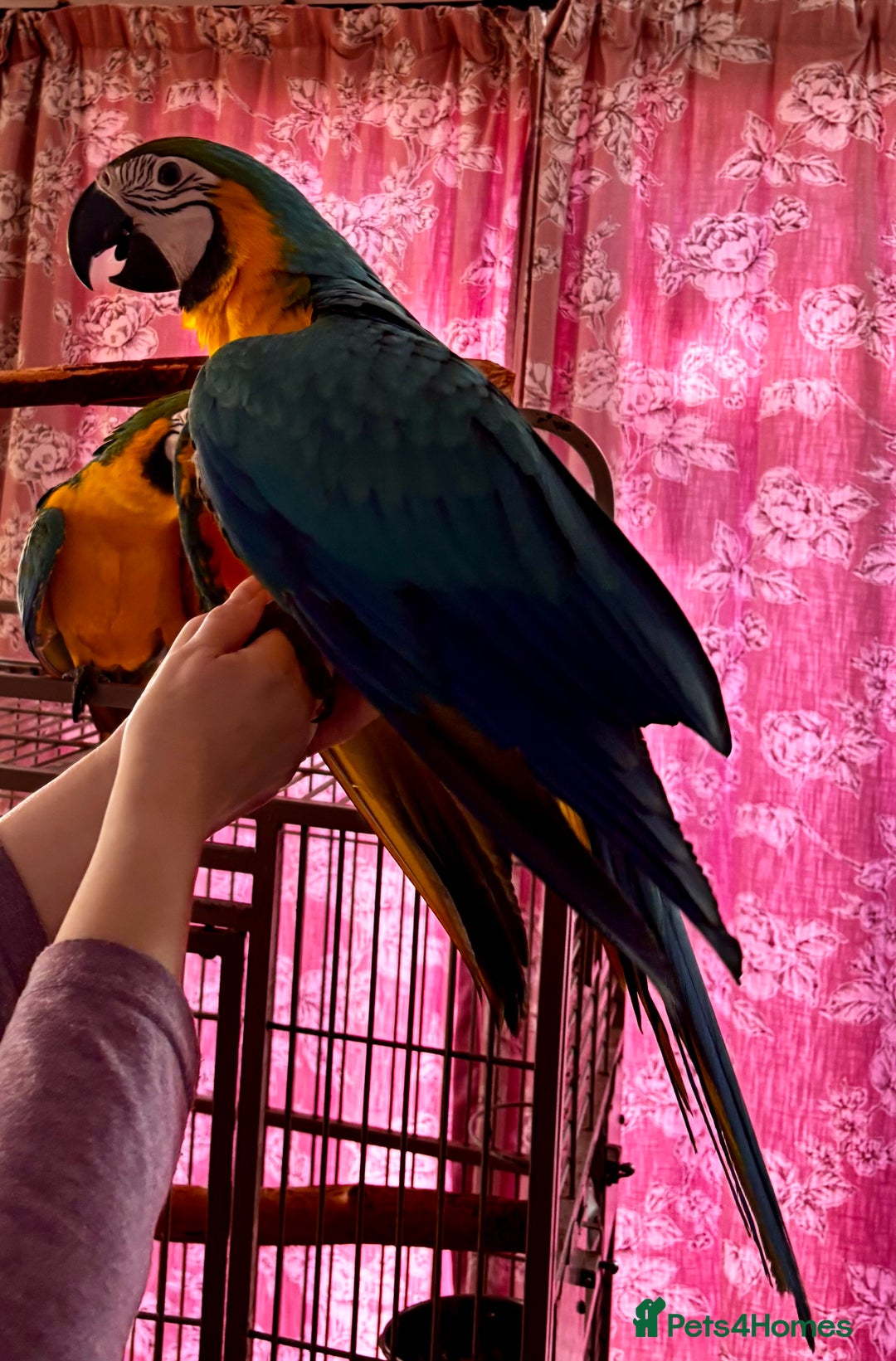 Macaws birds for sale: Baby Blue And Gold Macaw - Image 5