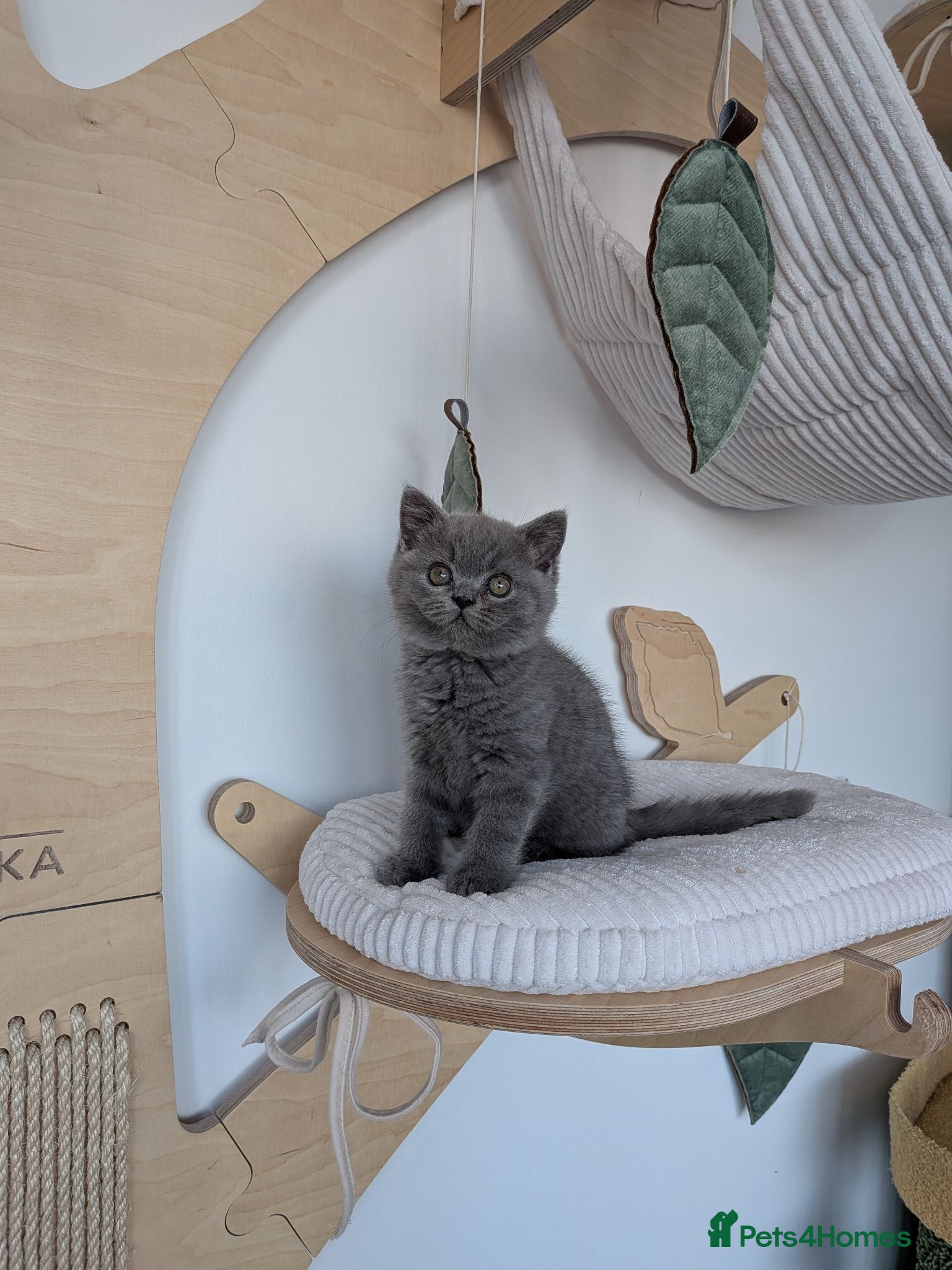 British Shorthair cats GCCF Registered Kittens  - Advert 2
