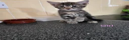 Mixed Breed cats for sale: Kittens looking for their forever homes - Advert 16