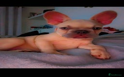 Mixed Breed dogs for sale: Chicco - Image 2