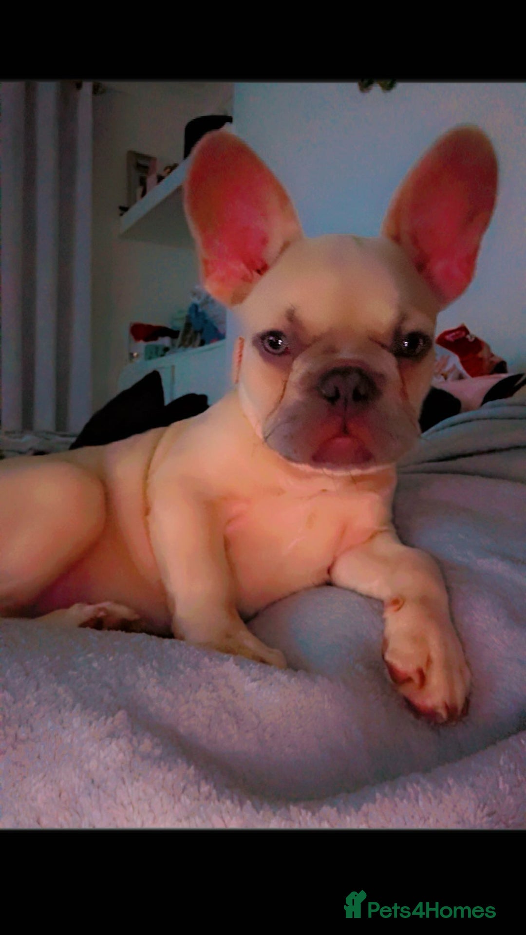 Mixed Breed dogs for sale: Chicco - Image 2