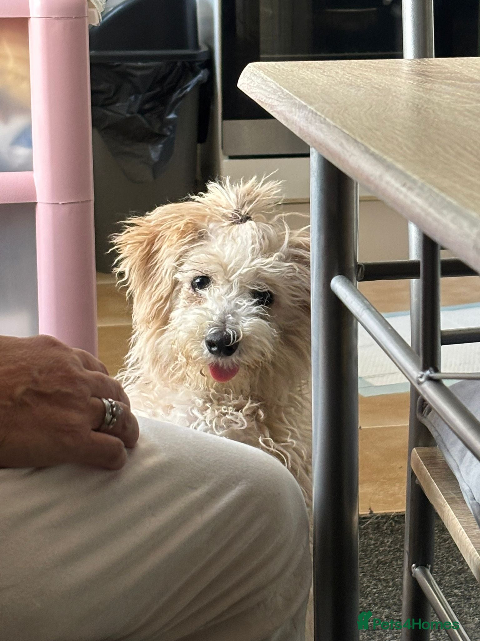 Mixed Breed dogs Sweet dog looking for a home. - Advert 1