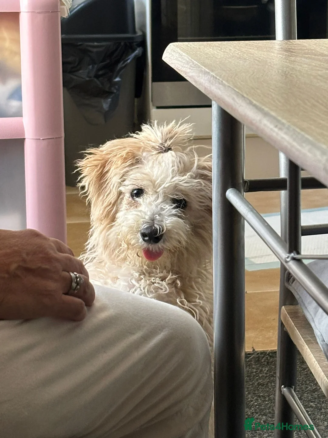 Mixed Breed dogs for sale: Sweet dog looking for a home. - Advert 1