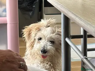 Mixed Breed dogs Sweet dog looking for a home. - Advert 1