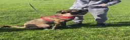 Mixed Breed dogs for sale: Canecorsoxakita in Walton-on-Thames - Advert 6