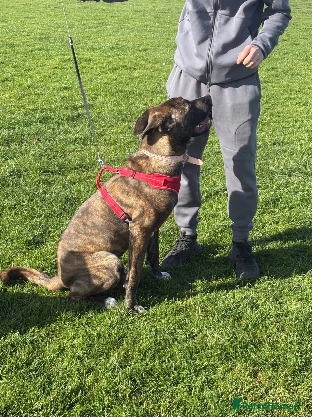 Mixed Breed dogs for sale: Canecorsoxakita in Walton-on-Thames - Advert 6