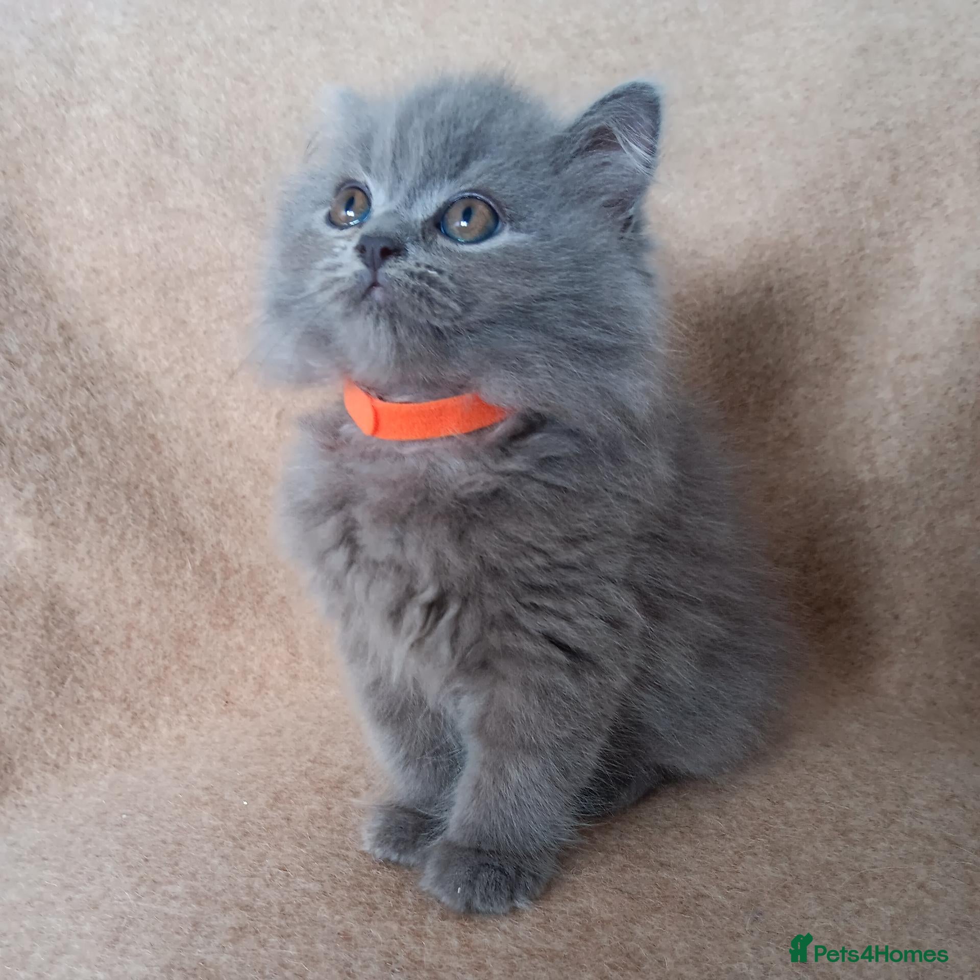 British Shorthair cats Stunning blue pedigree kittens TICA registered  - Advert 1