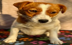 Jack Russell dogs for adoption: Jackie’s Story: From Fear to Love - Image 4