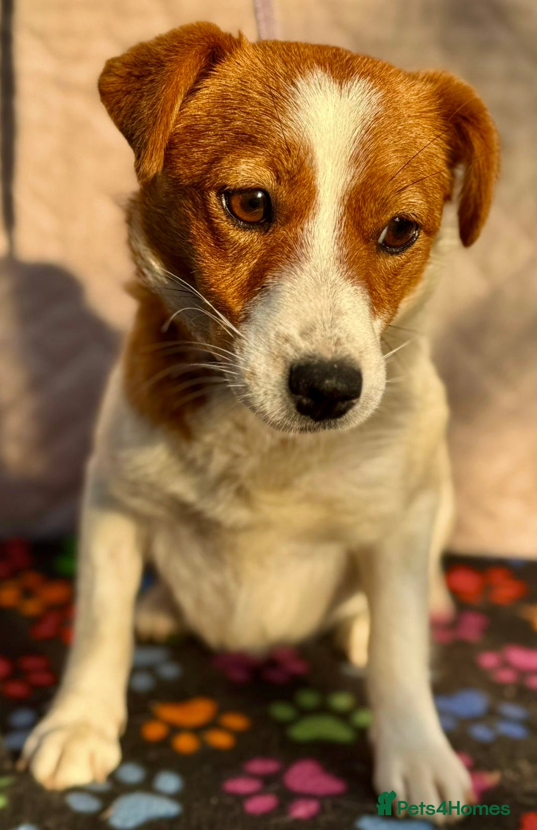 Jack Russell dogs for adoption: Jackie’s Story: From Fear to Love - Image 4