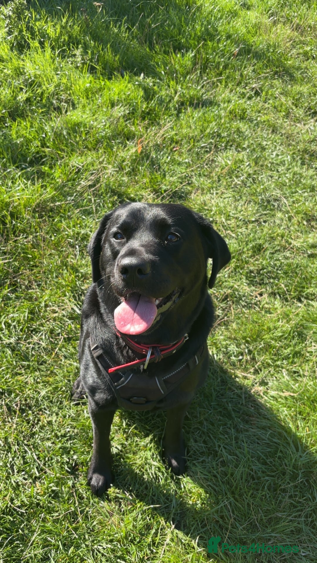 Labrador Retriever dogs for sale: Labrador  - Image 3