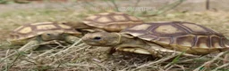Tortoise reptiles for sale: BABY SULCATAS & SET UPS! - Advert 8