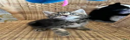 Mixed Breed cats for sale: 4 baby kittens  in Liverpool - Advert 7