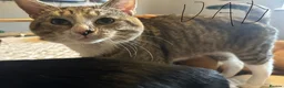 Mixed Breed cats for sale: 2 tabby kittens 🐱  - Advert 24