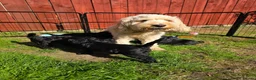 Cockapoo dogs for sale: Stunning F2 cockapoos ready soon 🐾 - Advert 2