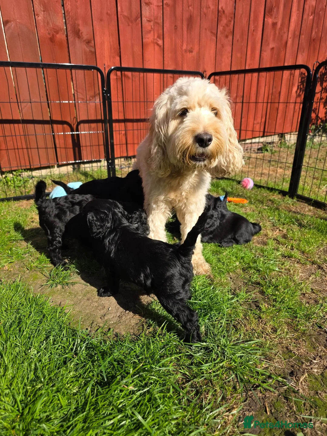 Cockapoo dogs for sale: Stunning F2 cockapoos ready soon 🐾 - Advert 2