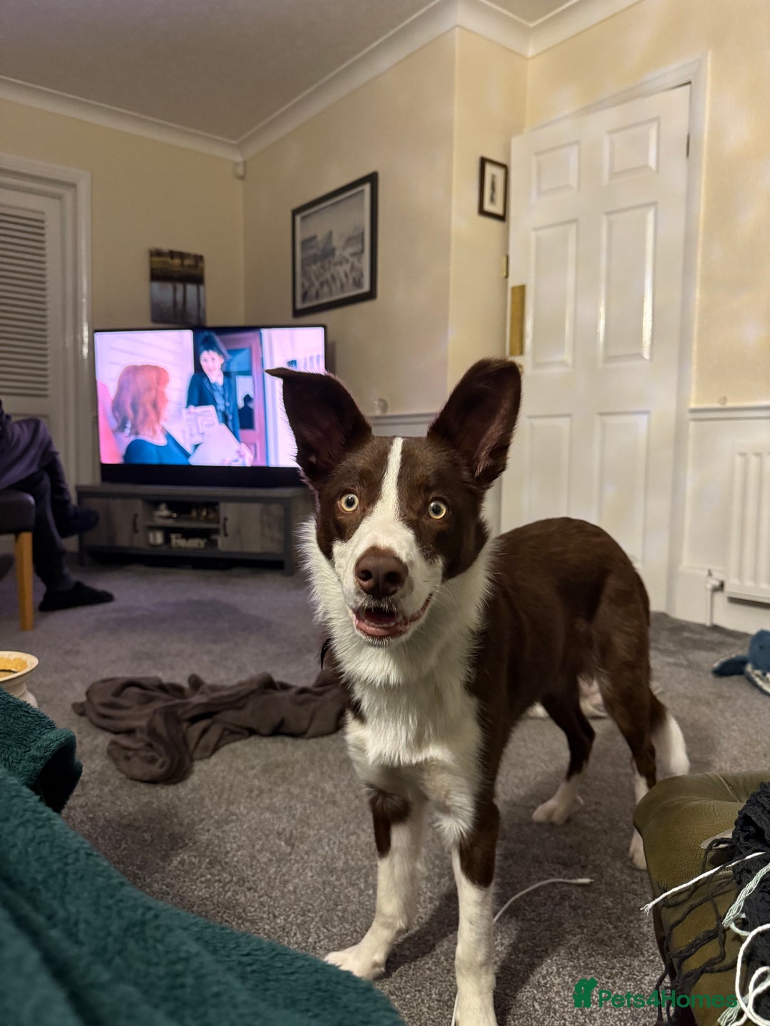 Border Collie dogs for sale: 10 month old Pure Border Collie 🐾 - Advert 10