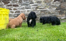 Cocker Spaniel dogs for sale: Kc reg working cocker spaniel pups - Image 4