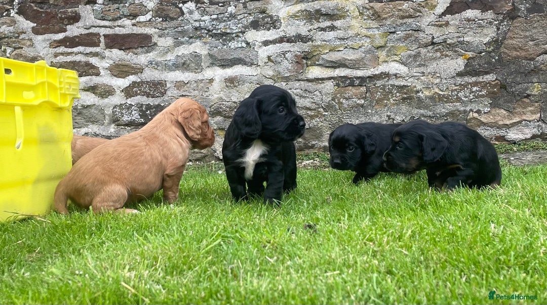 Cocker Spaniel dogs for sale: Kc reg working cocker spaniel pups - Image 4