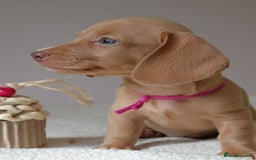 Miniature Dachshund dogs for sale: 🌟5StarsLicense+Holistic+KC+VetCheck+PRAClear - Image 18