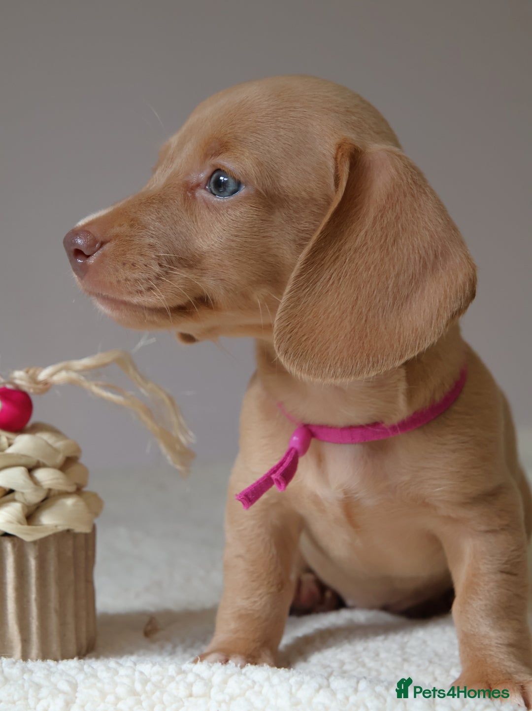 Miniature Dachshund dogs for sale: 🌟5StarsLicense+Holistic+KC+VetCheck+PRAClear - Image 18