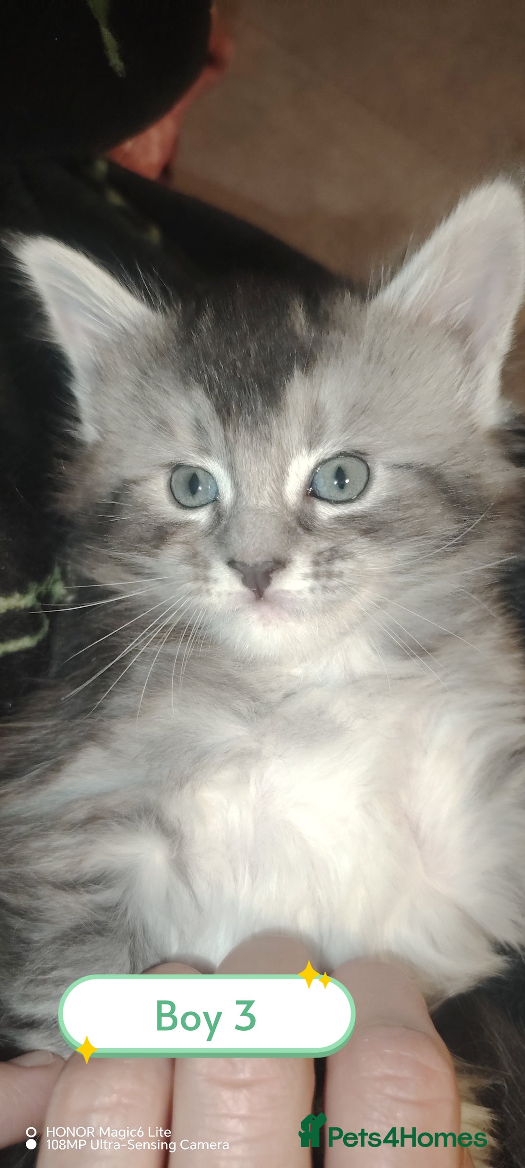 Maine Coon cats for sale: Beautiful Maine Coon kittens 💖💙🐱 - Advert 15