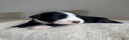 Mixed Breed dogs for sale: 5 Beautiful Bordernese Puppies  - Advert 8