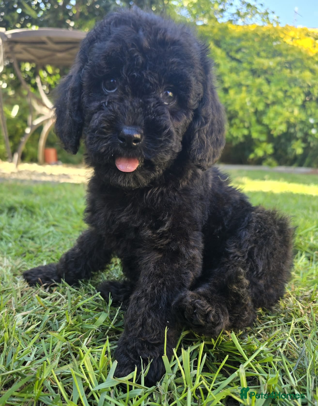 Labradoodle dogs Last puppy left ready now  9 weeks old - Advert 6
