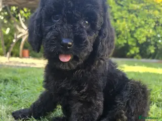 Labradoodle dogs Little girl 10 weeks old ready now £900 - Advert 2