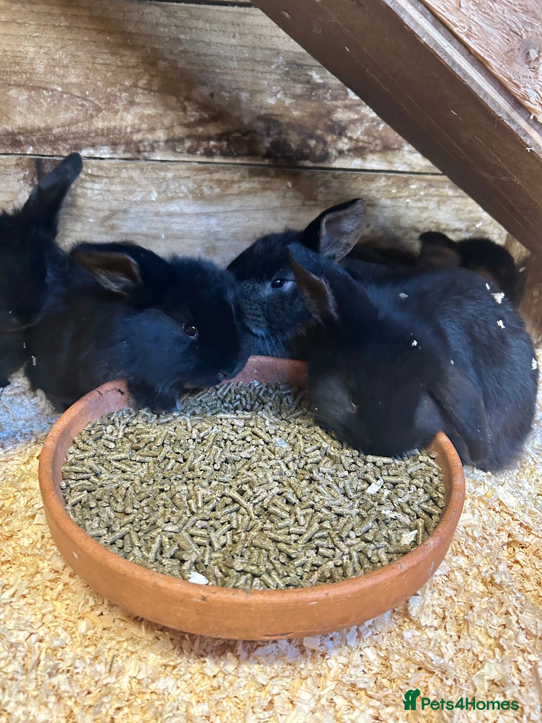 French Lop rabbits for sale: Mini French Lop Babies  - Advert 9