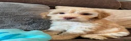 Cockapoo dogs for sale: 💙Beautiful,super friendly,Cockapoo F1 Puppies  - Advert 12