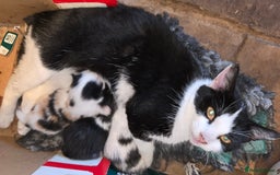 Mixed Breed cats for sale: 3 beautifully marked white/ black / ginger kittens - Image 2