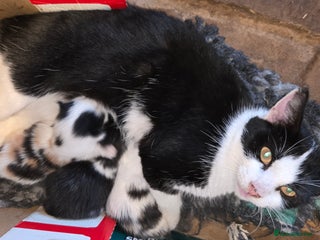 Mixed Breed cats 3 beautifully marked white/ black / ginger kittens - Advert 6