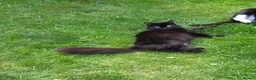 Mixed Breed cats for sale: 2 Beautiful Black and White Female Kittens  - Advert 4