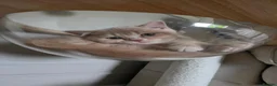 British Shorthair cats for sale: Two male full BSH creamy/lilac with tangerine eyes - Advert 14