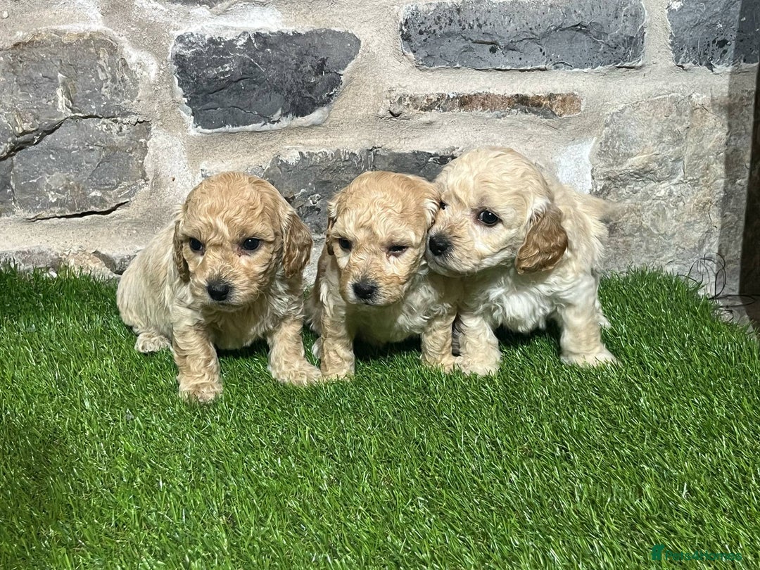 Poochon dogs for sale: Poochons Ready  **  Eve - Advert 9