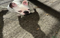 French Bulldog dogs for sale:  Lulu - Image 8