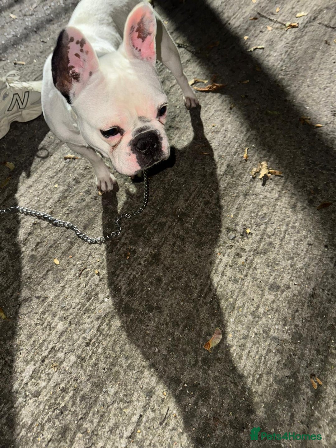 French Bulldog dogs for sale:  Lulu - Image 8