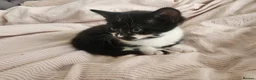 Mixed Breed cats for sale: 2 new born kittens in Enfield - Advert 8
