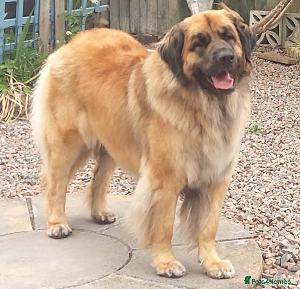 Leonberger dogs Leonberger puppies for sale  - exceptional quality - Advert 2