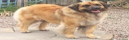 Leonberger dogs for sale: Leonberger puppies for sale  - exceptional quality - Advert 2