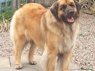 Leonberger dogs Leonberger puppies for sale - exceptional quality - Advert 2