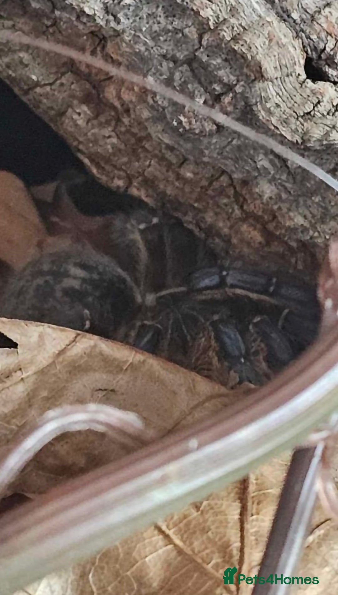 Tarantulas invertebrates for sale: Golden Blue Leg Baboon/H pulchripes - Advert 1