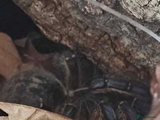 Tarantulas invertebrates Golden Blue Leg Baboon/H pulchripes - Advert 6