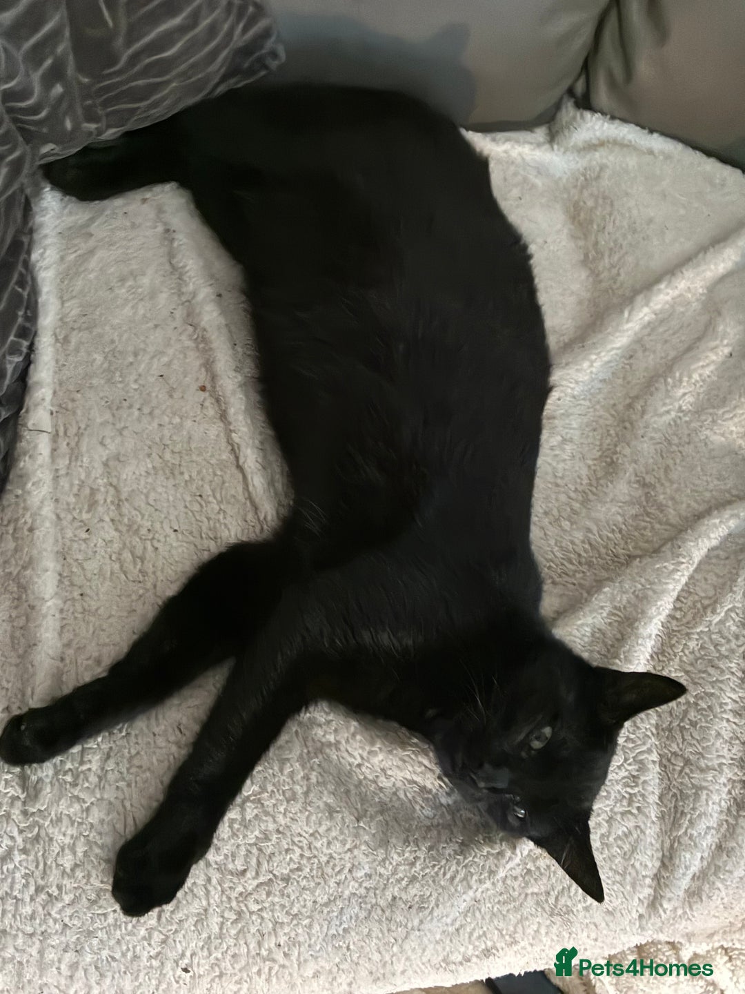 Mixed Breed cats for sale: Female cat - Advert 1